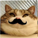 cat wood