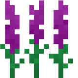 Allium_flowe_1