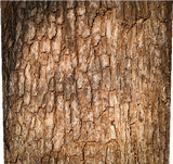 madera de roble