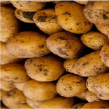 Potato