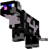 gray black cat